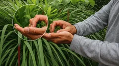 Citronella sul balcone: il segreto naturale per bandire le zanzare