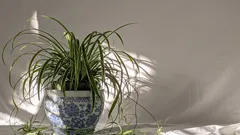 Chi ama le piante in casa protegge il benessere dalla minaccia cimici