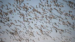 Gli amanti della natura proteggono le migrazioni dagli squilibri climatici